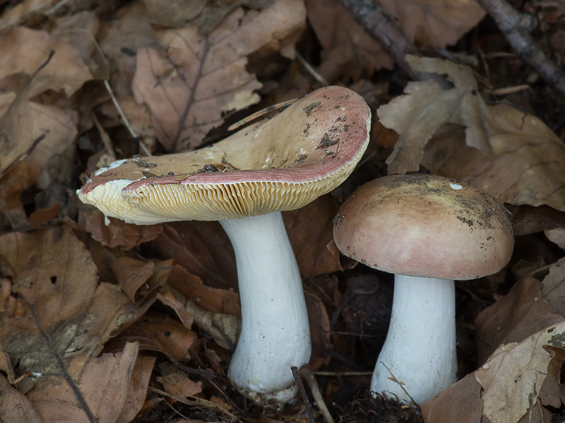 Russula veternosa